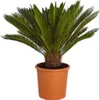 Dehner Sagopalmfarn, Cycas revoluta, palmenartige Produktbild-Vorschau 1