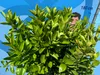 Sunny Tree - Orangenbaum - große 160 Zentimeter - Citrus Produktbild-Vorschau 2