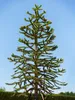 Araucaria araucana, Andentanne, 40–50 cm Produktbild-Vorschau 3