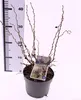 Prunus incisa 'Kojou-no-mai' – Dwergkers (kers) 40-60 cm, Productafbeelding-voorbeeld 1