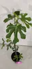 A small fig tree in a pot, with a white background and shadows. Náhľad obrázku produktu