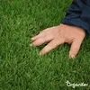 Zierrasensamen - Elegant (15 kg für 750 m2)- Organifer Produktbild-Vorschau 7