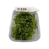 Süßwasser-Tang - Lomariopsis lineata Produktbild-Vorschau 4