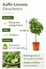 Kaffir-Limette Stämmchen 70–100 cm – Citrus Hystrix Produktbild-Vorschau 3