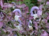 Muskatellersalbei, im Topf - Salvia sclarea Produktbild-Vorschau 5