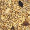 20 kg Premium Wildvogelfutter schalenlos Produktbild-Vorschau 10