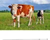 Inseminační tyč pro krávy z nerezové oceli 304 - Umělý Náhled obrázku produktu 8