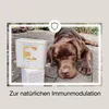 CaniMove immune maxi (ab 10kg) Produktbild-Vorschau 5