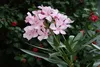 SAFLAX - Garden in the Bag - Oleander - 50 Samen - Mit Produktbild-Vorschau 9