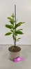 Magnolia x soulangeana, Biberbaum, 2-Liter-Topf Produktbild-Vorschau 2