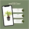 Planten van Frank | 48 Hirschzungenvarens | *Asplenium Productafbeelding-voorbeeld 5