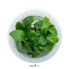 Zwergspeerblatt - Anubias barteri nana In-Vitro Produktbild-Vorschau 6