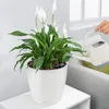 A person watering a peace lily plant in a white pot with a self-watering system. Produktbild-Vorschau
