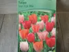 7 x Van Eijk Mix Tulipánové cibulky - odolné rostliny pro Náhled obrázku produktu 1