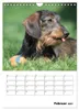 Geliebte Rabauken - Rauhaardackel (Wandkalender 2027 DIN A4 Produktbild-Vorschau 5