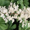 6 x Holunderblättriges Schaublatt - Rodgersia sambucifolia  Produktbild-Vorschau 2
