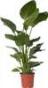 Strelicja - Strelitzia nicolai - Wysokość 150-170cm - ⌀28cm Podgląd zdjęcia produktu 1