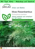 SAFLAX Garden to go - Moso Riesenbambus - Phyllostachys Produktbild-Vorschau 1