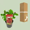 Sinocalycanthus Hartlage Wine, srednica 19cm, wysokosc 30 - Podgląd zdjęcia produktu 3