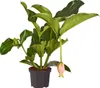 Dehner Medinille, Medinilla magnifica, rosa-farbene Blüten, Produktbild-Vorschau 1
