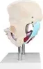 Anatomie Model Modell Weiblich Skelett Becken Beckenboden Produktbild-Vorschau 2