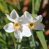 Narcisse - Set de 30 - Narcissus 'Recurvus' - Bulbes à Voir les images du produit 6