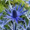 6 x Mannstreu - Eryngium planum  | Topf 9cm x 9cm Produktbild-Vorschau 2