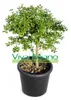 Fingerlime-plant, rode variant (potmaat 20) Productafbeelding-voorbeeld 1