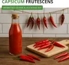 Tabasco Peperoni Etna Samen - Capsicum frutescens - Produktbild-Vorschau 3