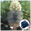 Nasiona Yucca Rostrata - zestaw 10 sztuk - Nasiona roślin Podgląd zdjęcia produktu 1