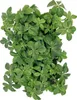 Tlustonitník klasnatý, pachysandra klasnatá FloraSelf Náhled obrázku produktu 3