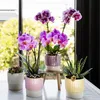 Orchidee Kolibri | Orchidea Phalaenopsis rosa-viola in vaso Anteprima dell’immagine prodotto 2
