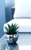 A small succulent plant in a silver pot sits on a glass table, with a blurred background of outdoor furniture. Podgląd zdjęcia produktu