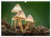 Kunstgalerie Wald - die verborgene Welt der Pilze Produktbild-Vorschau 9