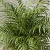 Bloomique - Chamaedorea Elegans - Palmier d'intérieur - Voir les images du produit 5