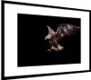 MuchoWow® MuchoWow® Gerahmtes Poster Adler - Vogel - Federn Produktbild-Vorschau 7