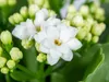 Kalanchoe | Weiß pro 6 Stück - Outdoor und Zimmerpflanzen Produktbild-Vorschau 3