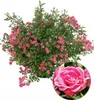 BALDUR Garten Lilly Rose® Wonder5, 1 Pflanze, winterhart, Produktbild-Vorschau 1