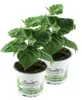 Enseleits 2er Set Andenbeere (Physalis peruviana), frische Produktbild-Vorschau 1