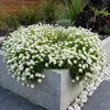 6x Saxifraga (A) Carpet White P9H20 Produktbild-Vorschau 3