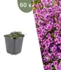 Planten van Frank | 60 stukken Kriechthymiaan 'Coccineus' | Productafbeelding-voorbeeld 1