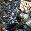 esotec Wasserspeier-Figuren Frosch Einzelfigur Teichfigur Produktbild-Vorschau 4