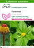 SAFLAX - paracress - Acmella oleracea - 500 Semena - S Náhled obrázku produktu 1