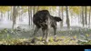 A wolf in a forest setting with yellow leaves on the ground. Produktbild-Vorschau