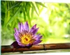 Bilder auf glas - Asien spa bambus blume - 120x80cm - Produktbild-Vorschau 1