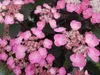 Tellerhortensie 'DAREDEVIL®' 30-40 cm, Cont. 2 l Produktbild-Vorschau 2