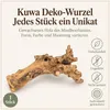 Kuwa Deko-Wurzel 25-30 oder 40-50 cm Maulbeerbaum Morus Produktbild-Vorschau 6