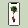 Ficus Microcarpa Moclame - 100-110cm - Ø23cm - Roślina Podgląd zdjęcia produktu 4