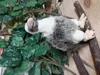 Plüschtier Geier 16 cm , Stofftiere Kuscheltiere Vogel Produktbild-Vorschau 3
