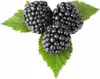 Three blackberries are shown on green leaves against a white background. Podgląd zdjęcia produktu